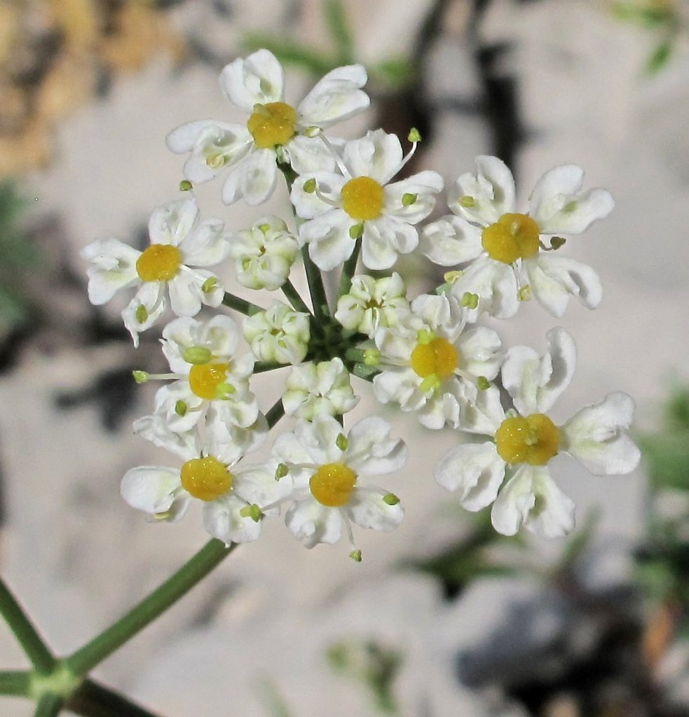 Heracleum pumilum